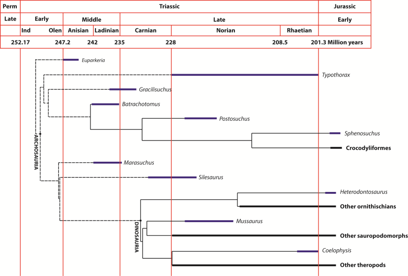 Phylogeny_Just species_Rotated