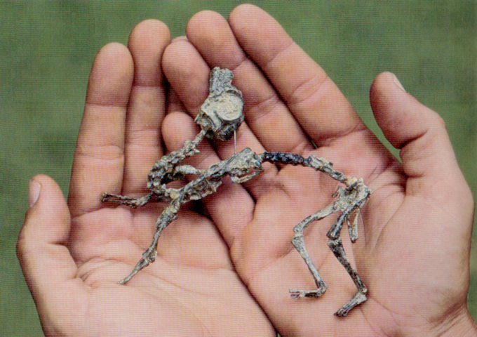 Mussaurus Hatchling Skeleton (CRedit J Bonaparte)