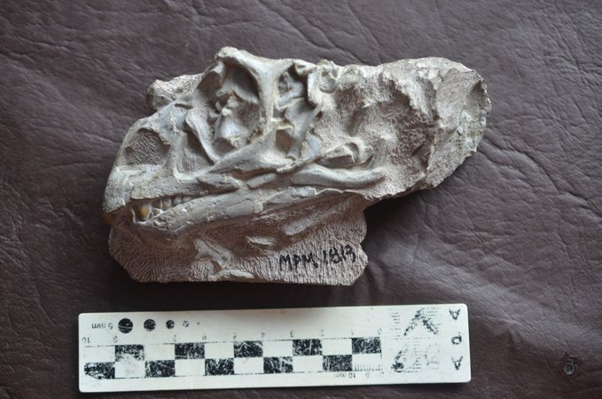 Mussaurus Juvenille Skull (credit A Otero)
